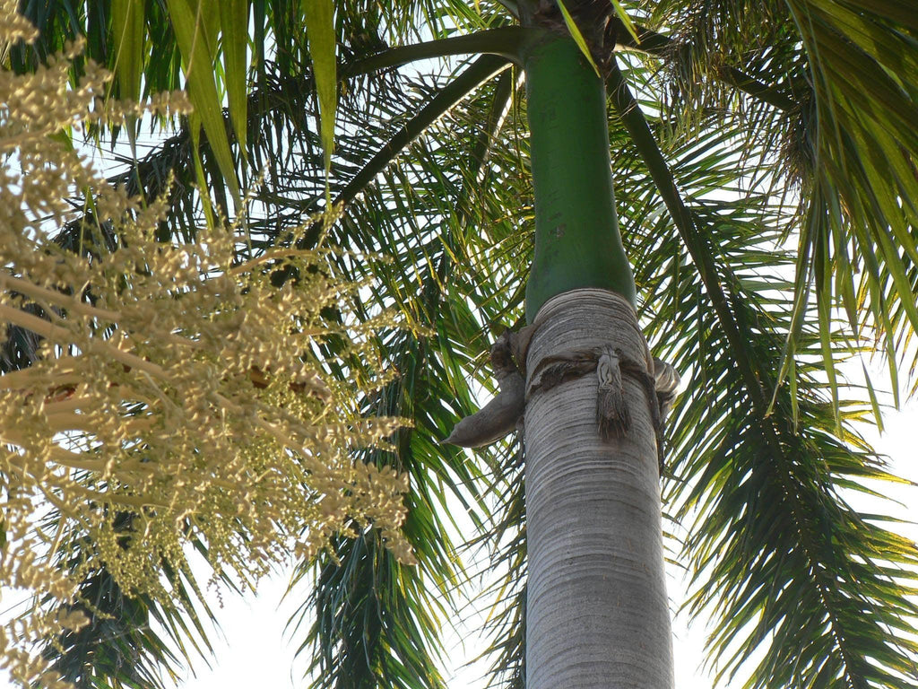 Costa Rica Condo for Rent Page Relocated